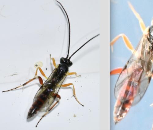 Réf. 310 068 : Campopleginae inconnu
